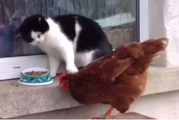 貓咪狂揍抢食鸡