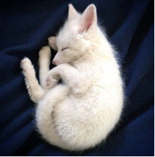 美丽的小白狐